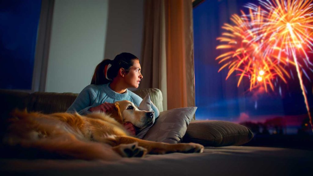 What your dog’s reaction to fireworks secretly reveals about their past you never considered