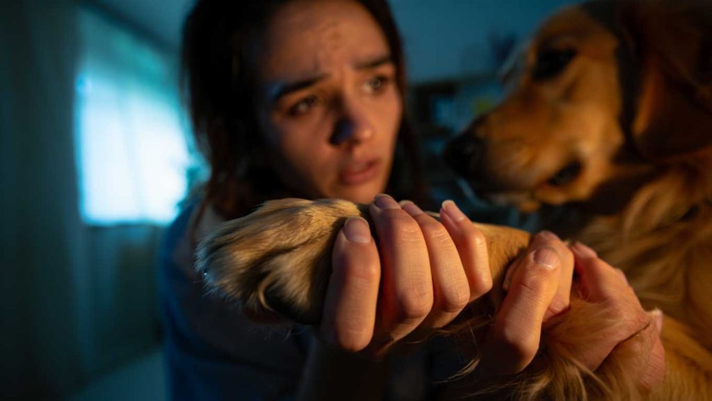 The shocking truth about why your dog senses a storm before you even see the clouds