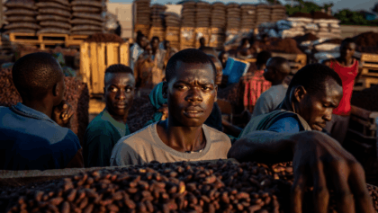 Côte d'Ivoire faces cocoa crisis as prices plummet 40%, ports flooded with unsold beans and cash crunches paralyze exporters
