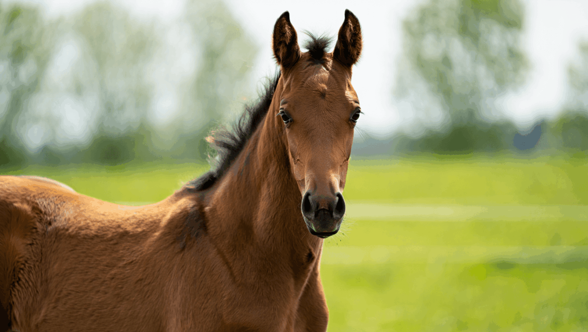 Filly is today's Wordle answer, and it's a word you won't expect to struggle with
