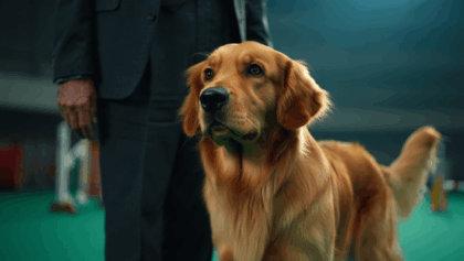 Best in show streaming live on FOX Sports App tonight, 3K+ dogs compete