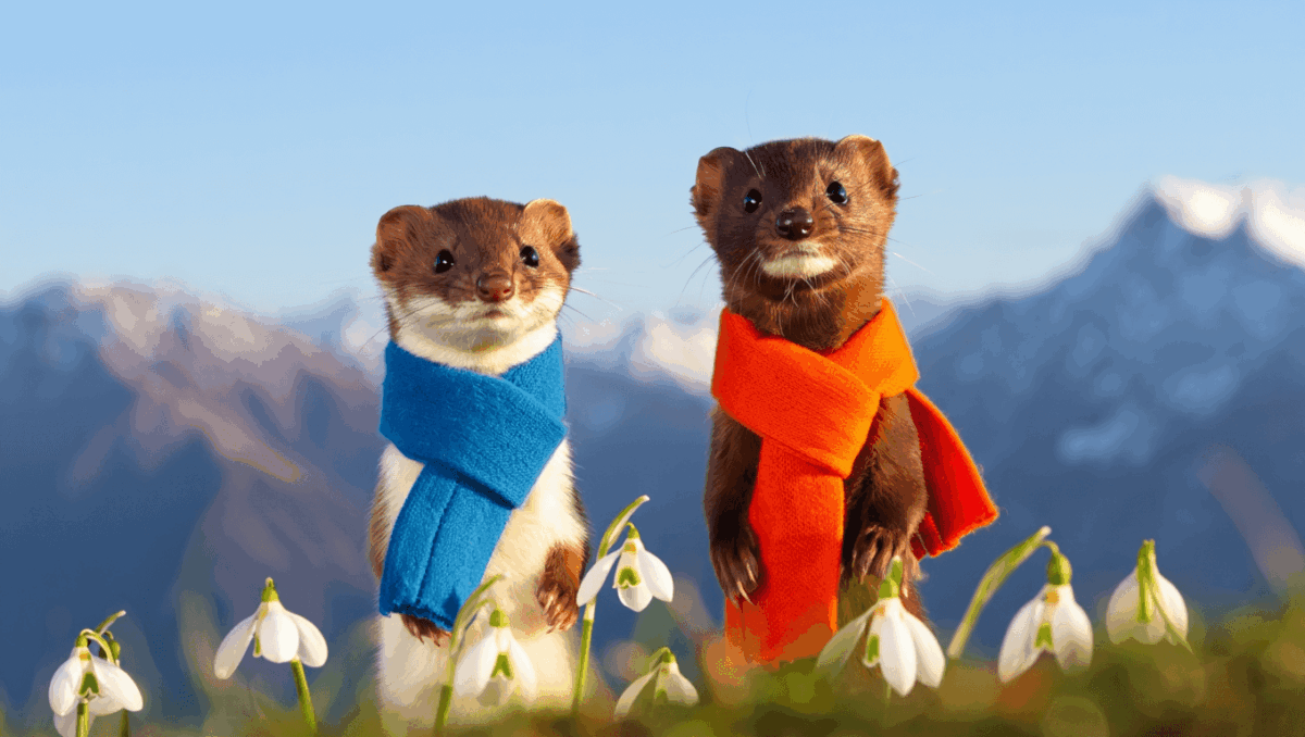 Stuffed animals at Olympics 2026 are adorable stoats named Tina and Milo